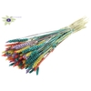 Triticum per bunch Colourful 5