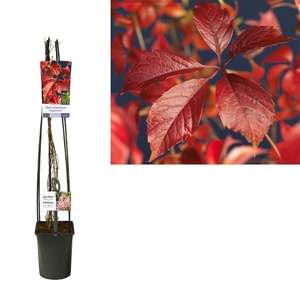 Parthenocissus 'Engelmannii' +light label