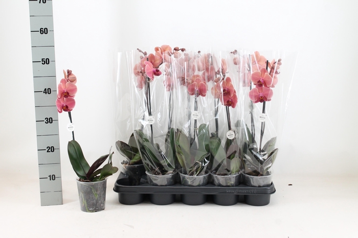 <h4>PHAL AN NARBONNE</h4>