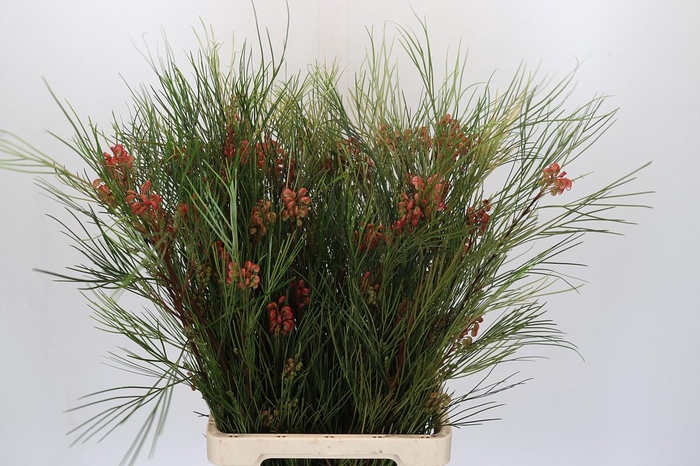 <h4>Grevillea Johnsonii</h4>