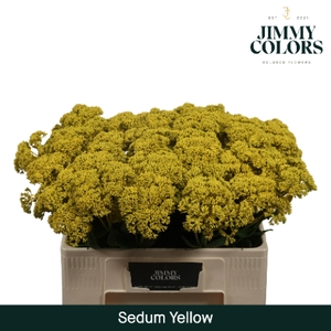 Sedum L55 Klbh. Geel