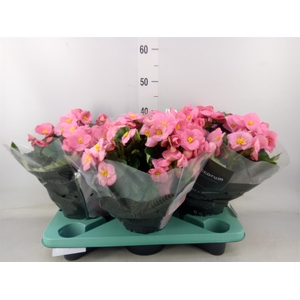 Begonia elat. HL 'Belove Rose'
