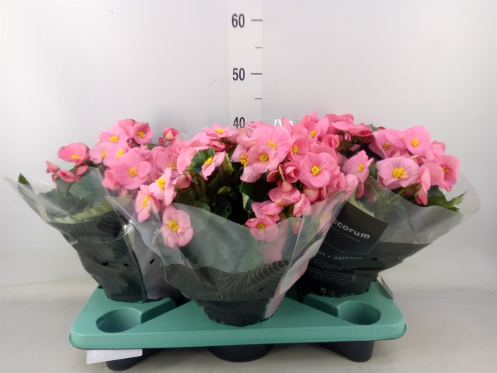 <h4>Begonia elat. HL 'Belove Rose'</h4>