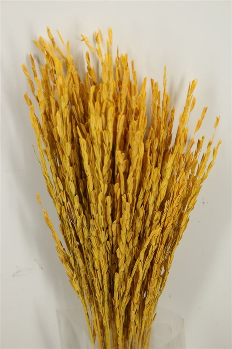 <h4>Dried Rice Oryza Yellow Bunch</h4>