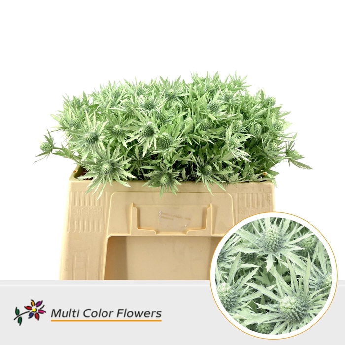 <h4>Eryngium alp.   ...colored H%</h4>
