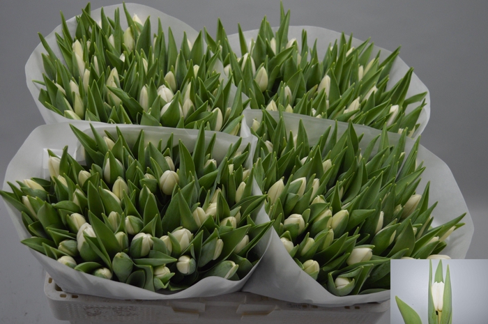 <h4>TU EN SILVER DOLLAR</h4>