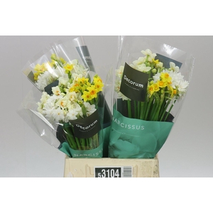 Narcissus Ta Mix