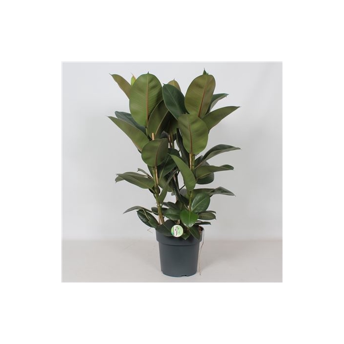 <h4>Ficus 'robusta' 3pp</h4>