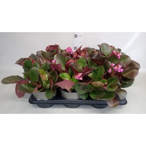 Bergenia cordifolia 'Eroica'