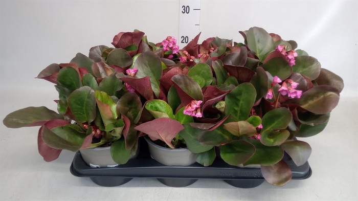 <h4>Bergenia cordifolia 'Eroica'</h4>