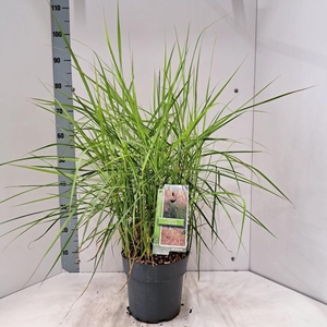 Miscanthus sinensis
