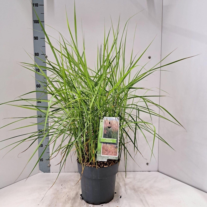 <h4>Miscanthus sinensis</h4>