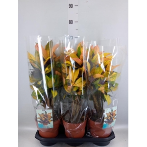 Codiaeum var. KL 'Mrs Iceton'