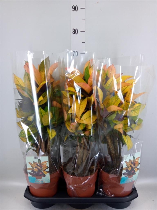 <h4>Codiaeum var. KL 'Mrs Iceton'</h4>