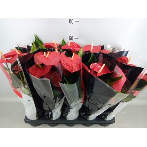 Anthurium andr. 'Querida'