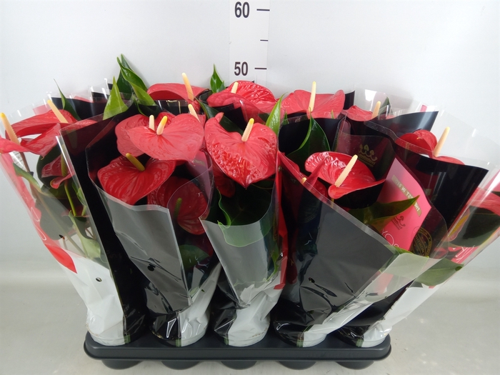 <h4>Anthurium andr. 'Querida'</h4>