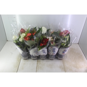 ANTHURIUM VARIADO P12