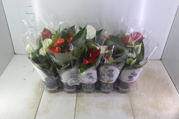 <h4>ANTHURIUM VARIADO P12</h4>