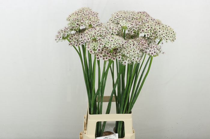 <h4>Allium Silverspring</h4>