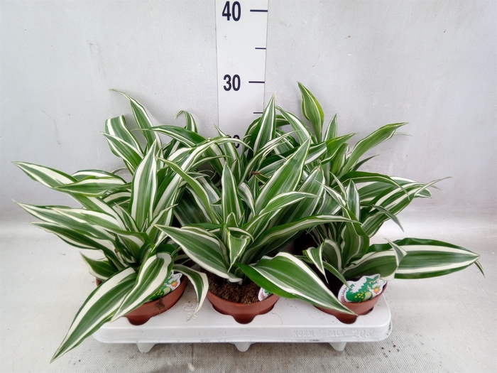 <h4>Dracaena frag. 'White Jewel'</h4>