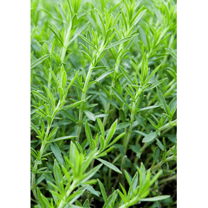 Artemisia schmidtiana 'Nana'