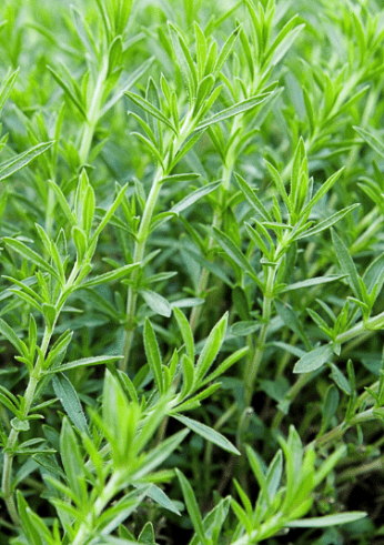 <h4>Artemisia schmidtiana 'Nana'</h4>