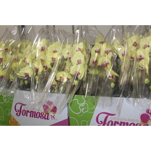 PHALAENOPSIS CASCATA P15 AMARELO MIN 8 FLS
