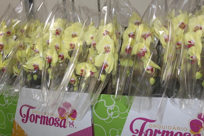 <h4>PHALAENOPSIS CASCATA P15 AMARELO MIN 8 FLS</h4>