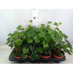 Hedera hibernica
