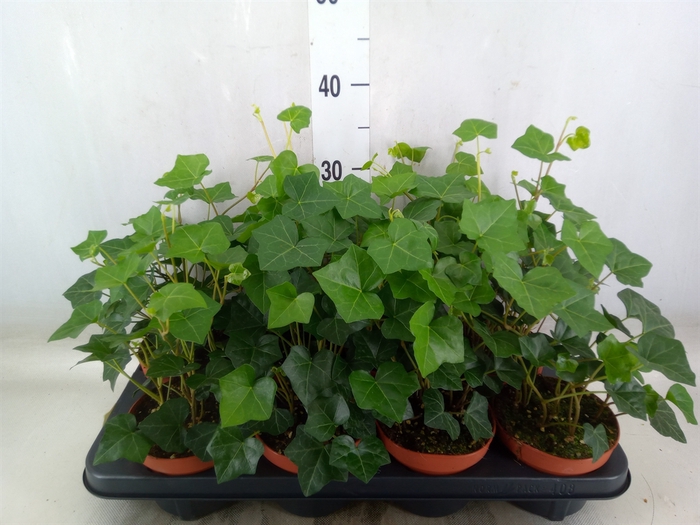 <h4>Hedera hibernica</h4>