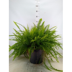 Nephrolepis exal. 'Green Lady'
