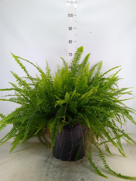 <h4>Nephrolepis exal. 'Green Lady'</h4>