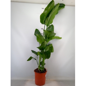 Strelitzia nicolai
