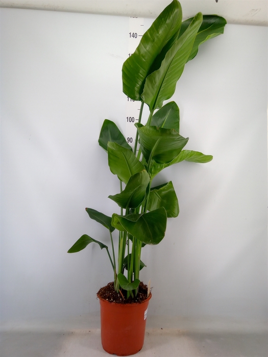 <h4>Strelitzia nicolai</h4>