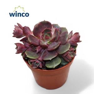 Echeveria Vampire Red Ball