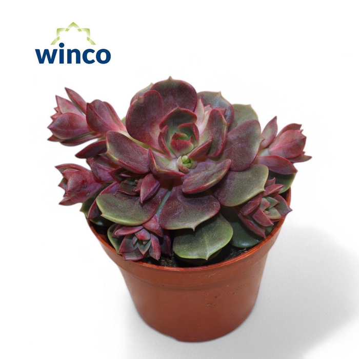 Echeveria Vampire Red Ball