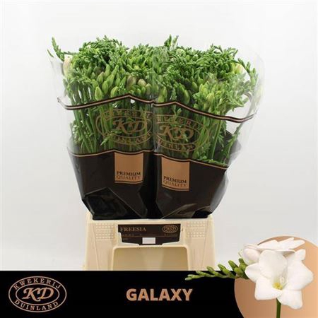 <h4>Fr En Galaxy</h4>