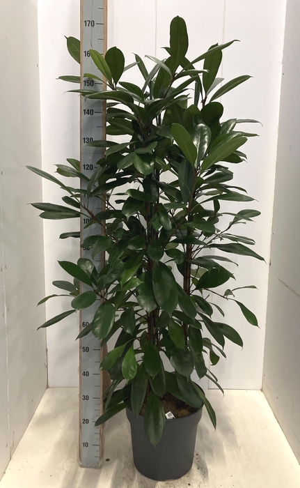 <h4>FICUS CYATHISTIPULA</h4>