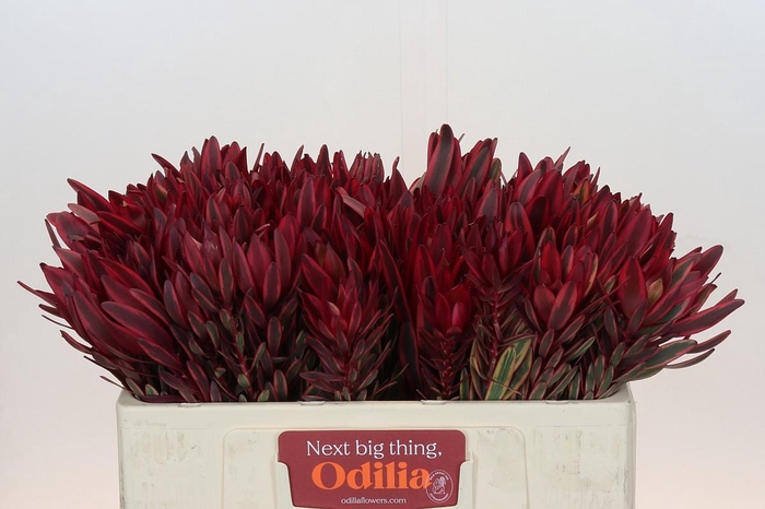 <h4>Leucadendron Jester</h4>