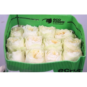 R Gr Antonia Garden Ec