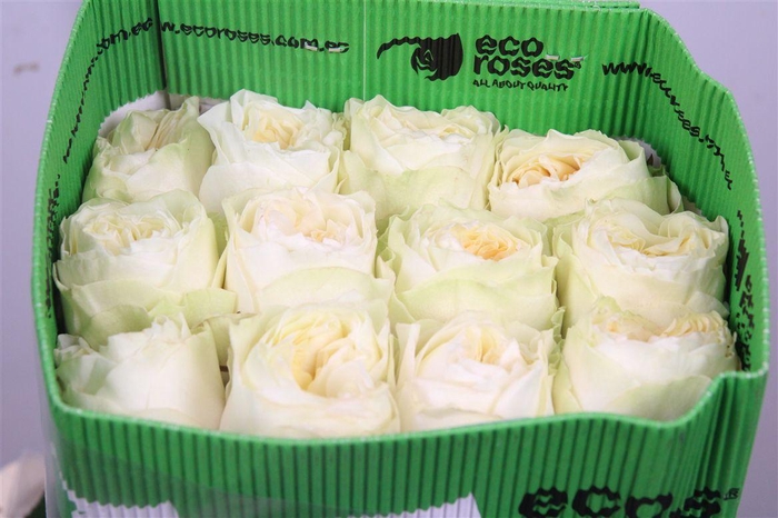 <h4>R Gr Antonia Garden Ec</h4>