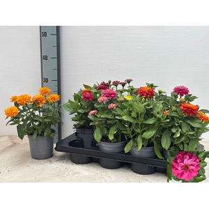 ZINNIA DB ZA GEM