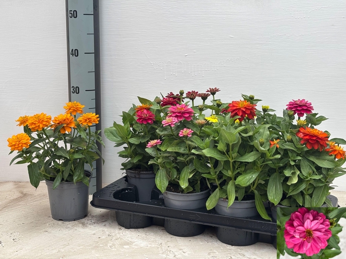 <h4>ZINNIA DB ZA GEM</h4>