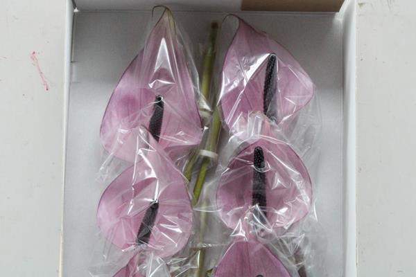 <h4>Anth A Nexia X 16</h4>