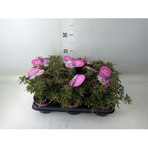 Rhododendron sim. 'Star Style Lila'