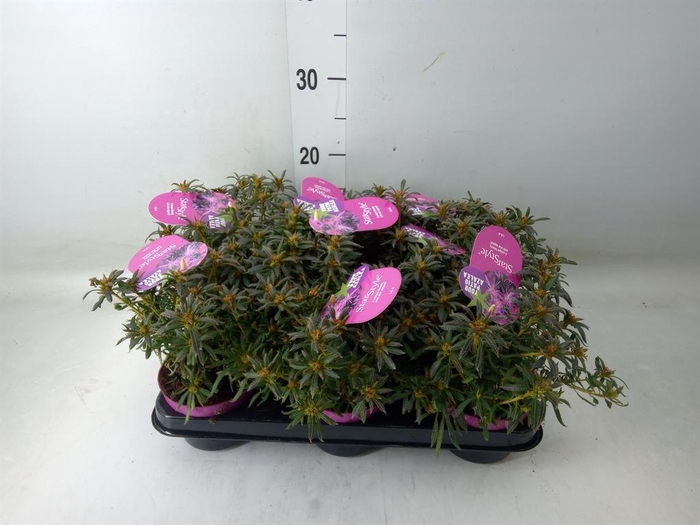 <h4>Rhododendron sim. 'Star Style Lila'</h4>