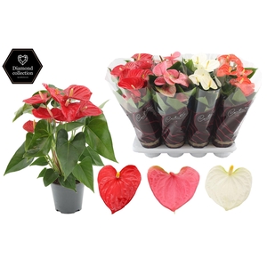 Anthurium 14 cm 3 color mix in Diamond Hoes