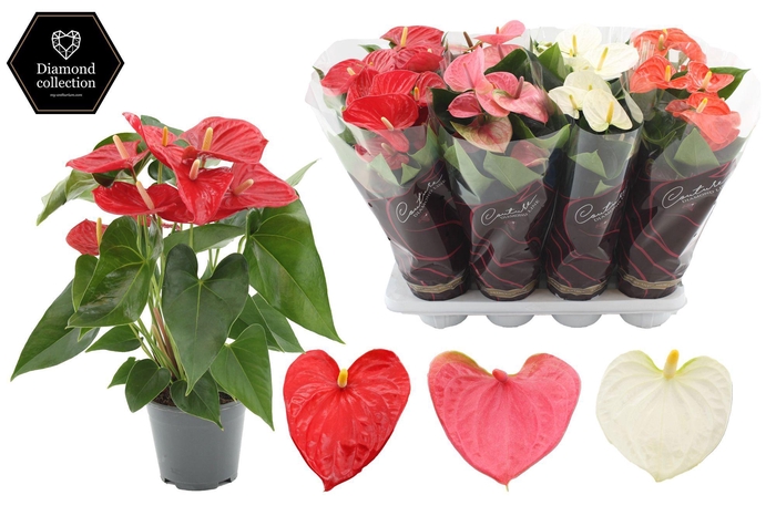 <h4>Anthurium 14 cm 3 color mix in Diamond Hoes</h4>
