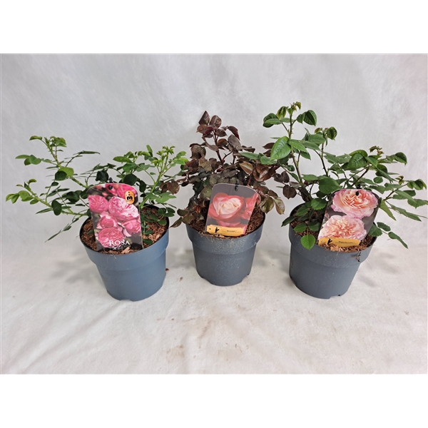 <h4>Roos struik grootbloemig P19 MIX licentie</h4>
