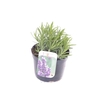 Lavandula Havanna Dark